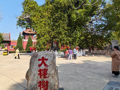 -大槐树寻根祭祖园