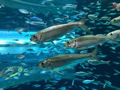 -瑞普利水族馆
