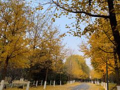 -长白岛森林公园