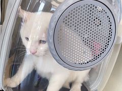 -宠颐生宠物医院·犬猫全科·皮肤科(商业街店)