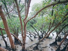 -宝安西湾红树林湿地公园