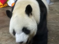 -海南热带野生动植物园