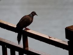 -重庆彩云湖湿地公园