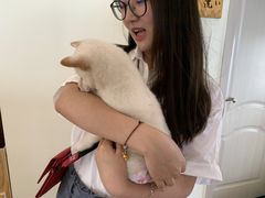 -柴犬小屋·柴餐厅·狗咖食堂(金鼎广场店)