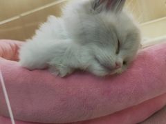 -momokira米努特·德文卷毛猫·棉花面纱犬