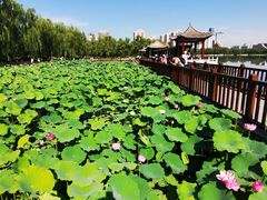 -莲花池公园