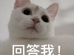 -瑞鹏宠物医院·骨科·猫科·内科(第一中心)