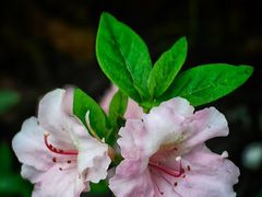 -上海植物园-4号门售票处