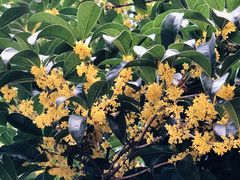 -上海市龙华烈士陵园