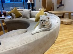 -啵啵喵·猫咖(攀华国际店)