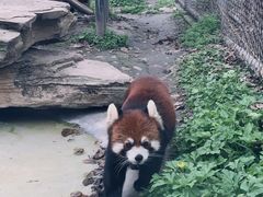 -成都动物园