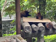 -都江堰中华大熊猫苑