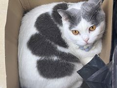 -瑞派动物医院·猫专科·至诚(江南中分院)