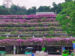 -深圳仙湖植物园