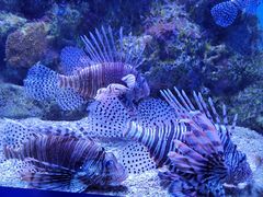 -大连老虎滩海洋公园