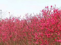 -南宁花花大世界景区