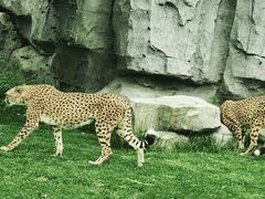 -北京野生动物园