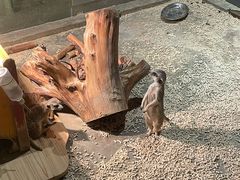 -绿色星球动物主题公园
