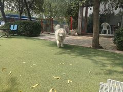 -宠物寄养训练学校