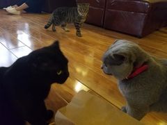 -喵园·猫主题咖啡厅·撸猫·猫咖(国贸店)