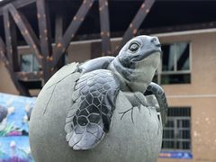 -广东惠东海龟国家级自然保护区