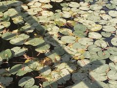 -五缘湾湿地公园