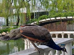 -J Create城市露营咖啡·简餐·宠物(上海动物园店)