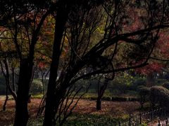 -八大关景区
