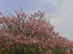 -天适樱花悠乐园