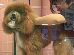 -FAELING PETS美天灵宠物(合生汇店)