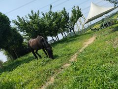 -紫颐香薰山谷景区