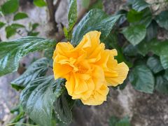 -大赤坎肥仔强烧味海鲜餐厅(大赤坎店)