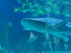 -烟台海昌鲸鲨海洋公园