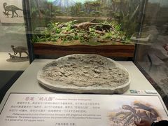 -辽宁古生物博物馆