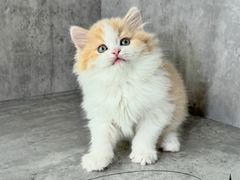 -小猫来了·猫舍(红山六九七九店)
