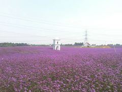-紫颐香薰山谷景区