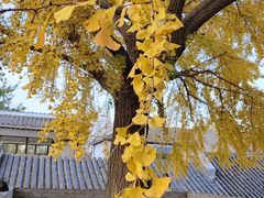 -自如ZSPACE四合院艺术餐厅