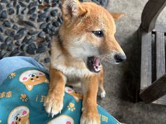 -柴犬高等学院·狗咖·柴犬售卖·宠物训练