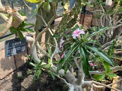 -北京植物园-展览温室