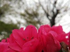 -秀丽东方