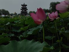 -白洋淀风景区