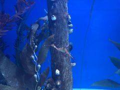 -悉尼海洋生物水族馆