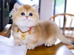 -欣宠猫屋·矮脚拿破仑·蓝金金渐层