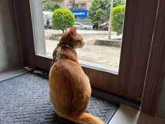 -Again Coffee Roaster(香蜜湖店)