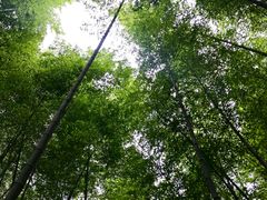 -井冈山风景名胜区-黄洋界