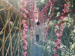 -西双版纳原始森林公园