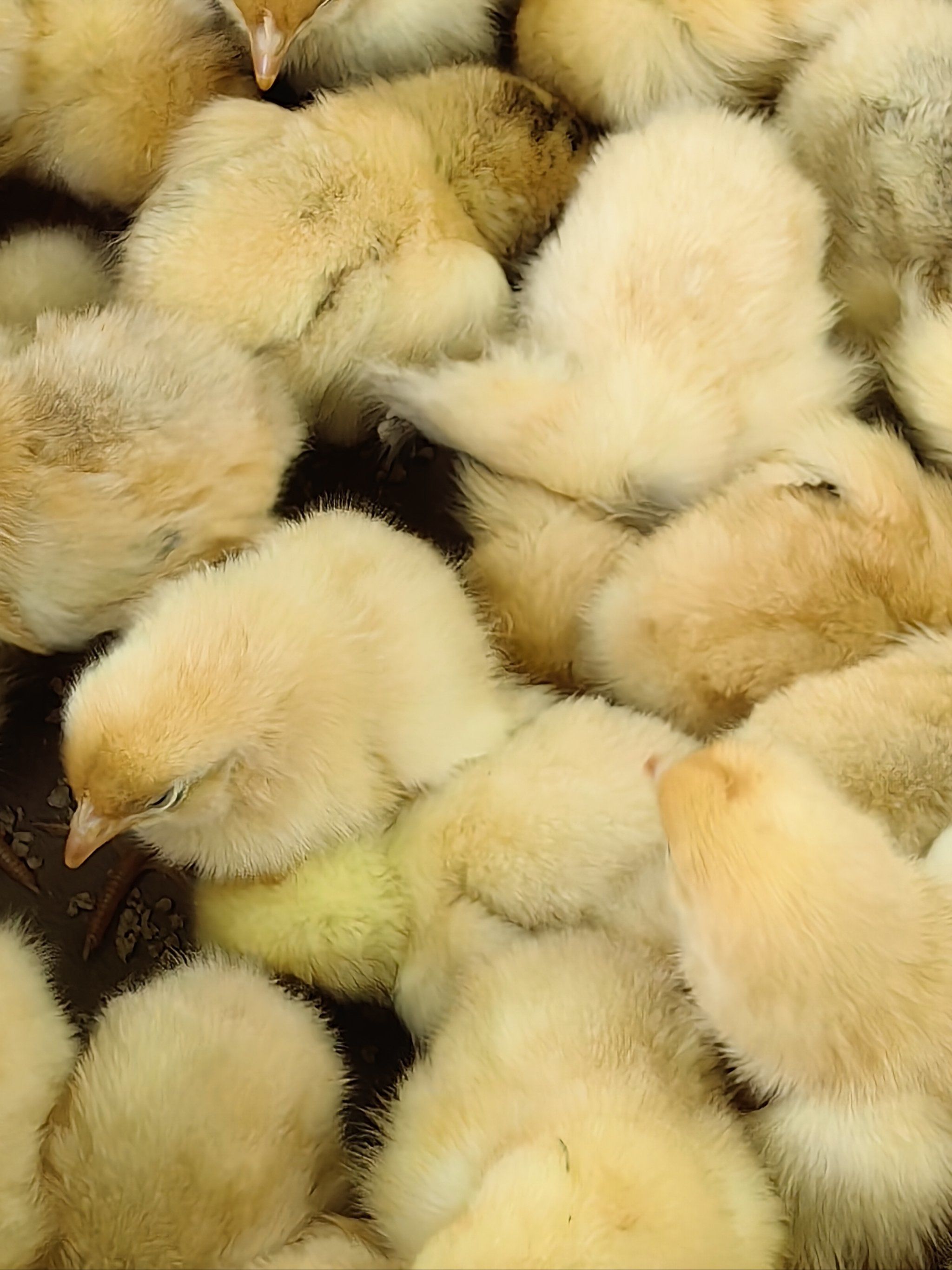 小鸡崽的日常萌