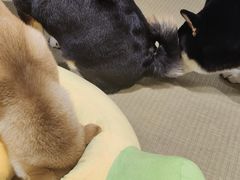 -逗柴咖啡屋·狗咖猫咖宠物桌游