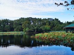 -桂湖森林公园