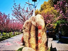 -高东镇樱花园